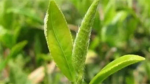 茶葉上有白色絨毛可以喝嗎