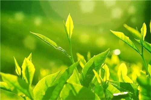 茶葉過期了還能喝嗎2