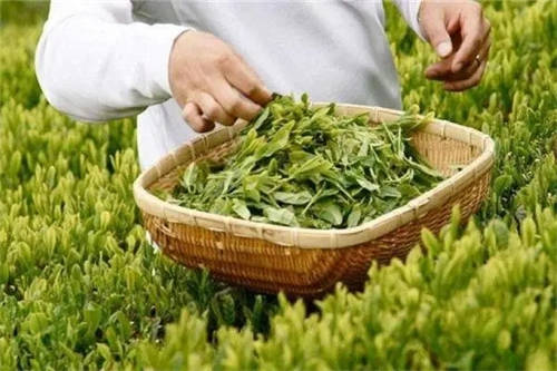 茶葉過期了還能喝嗎3