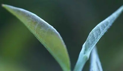 茶葉上有白色絨毛可以喝嗎